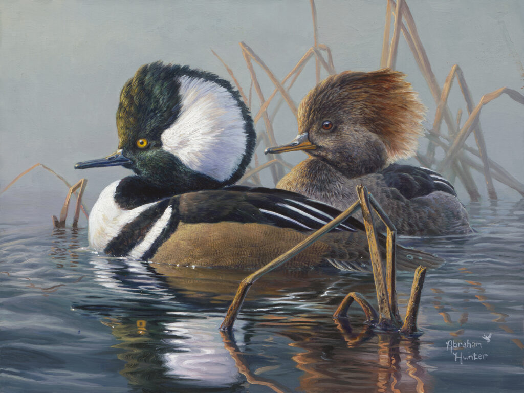 hooded-merganser-pair
